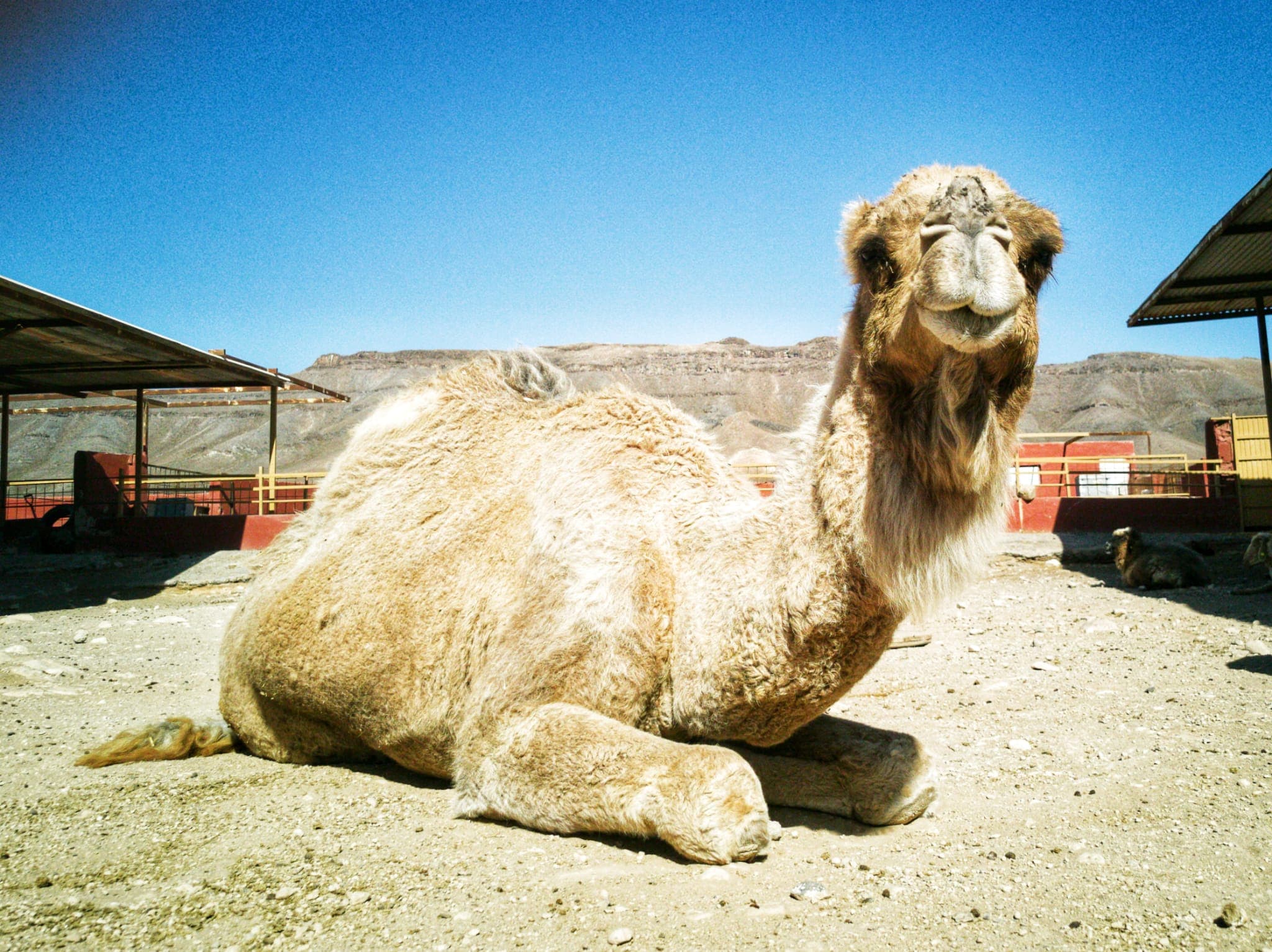 Animal Academy gallery image 2
