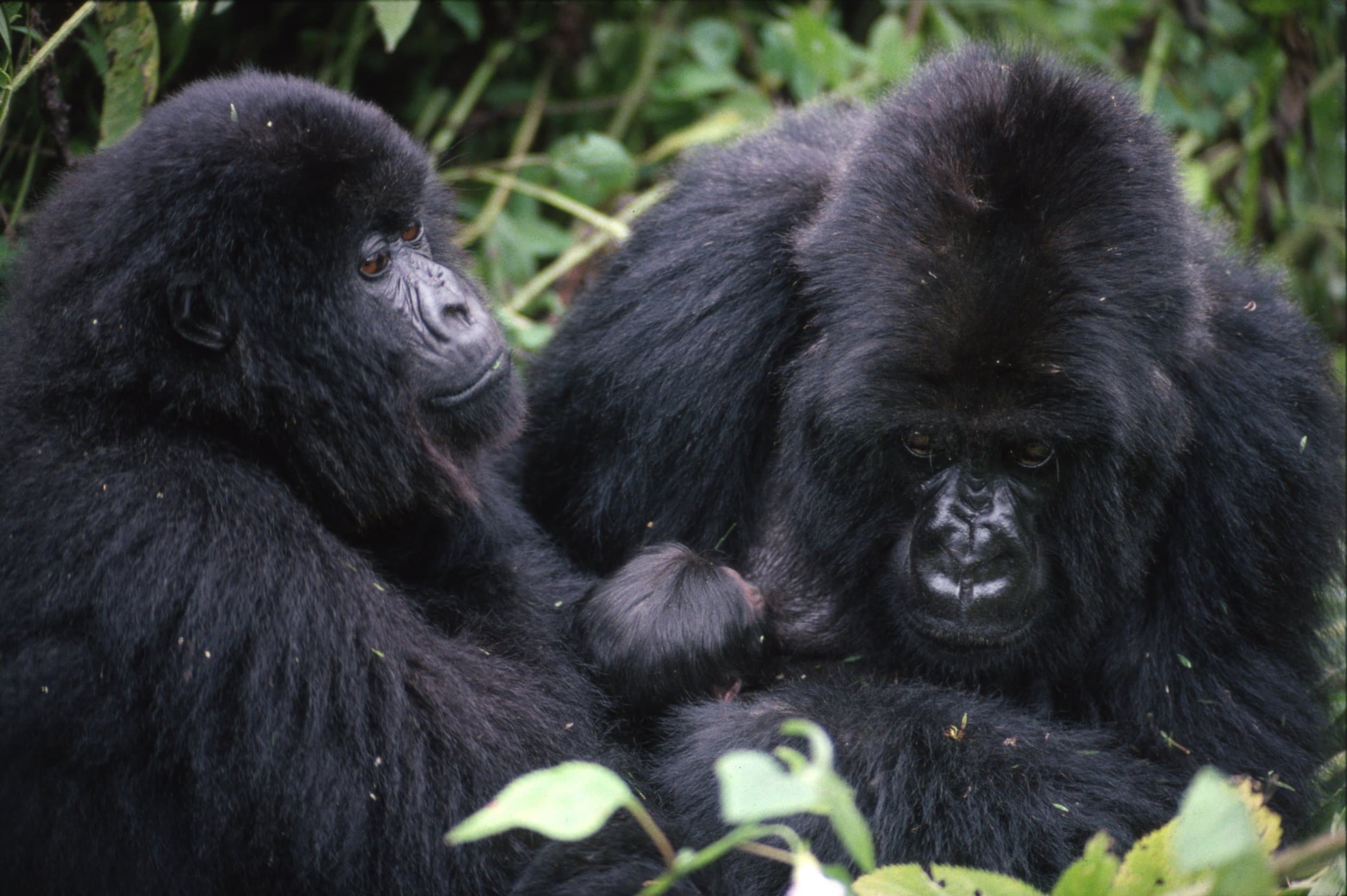 Ape Alliance gallery image 1