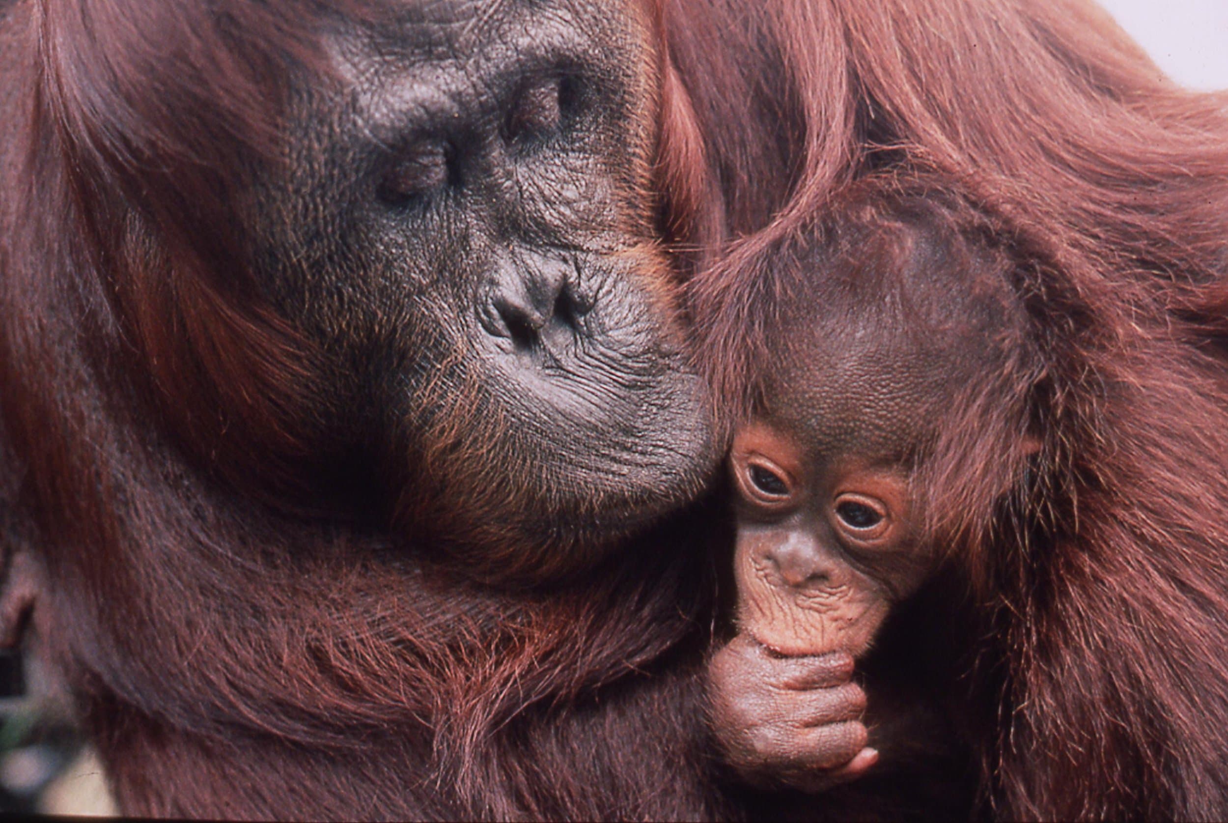 Ape Alliance gallery image 2