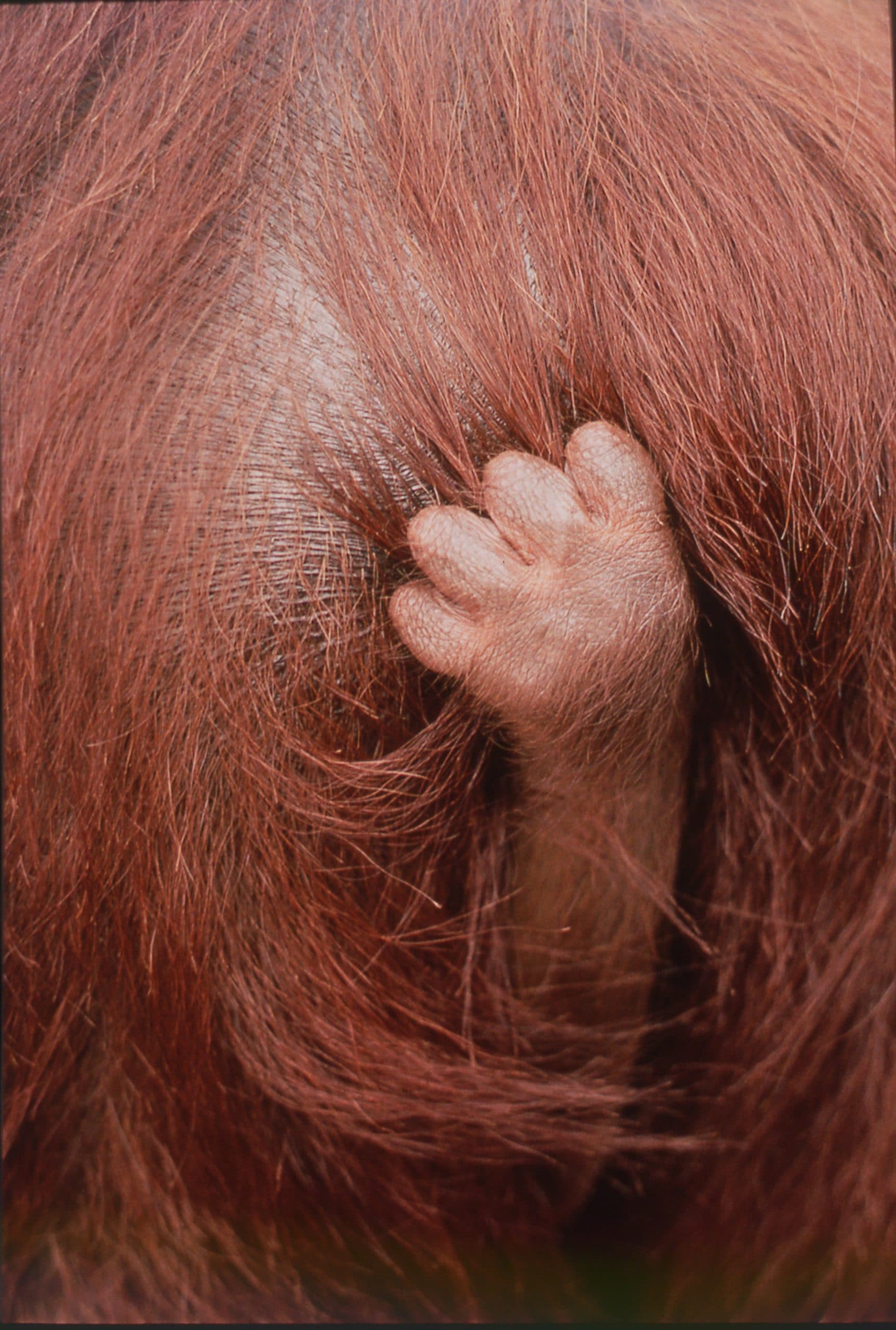 Ape Alliance gallery image 3