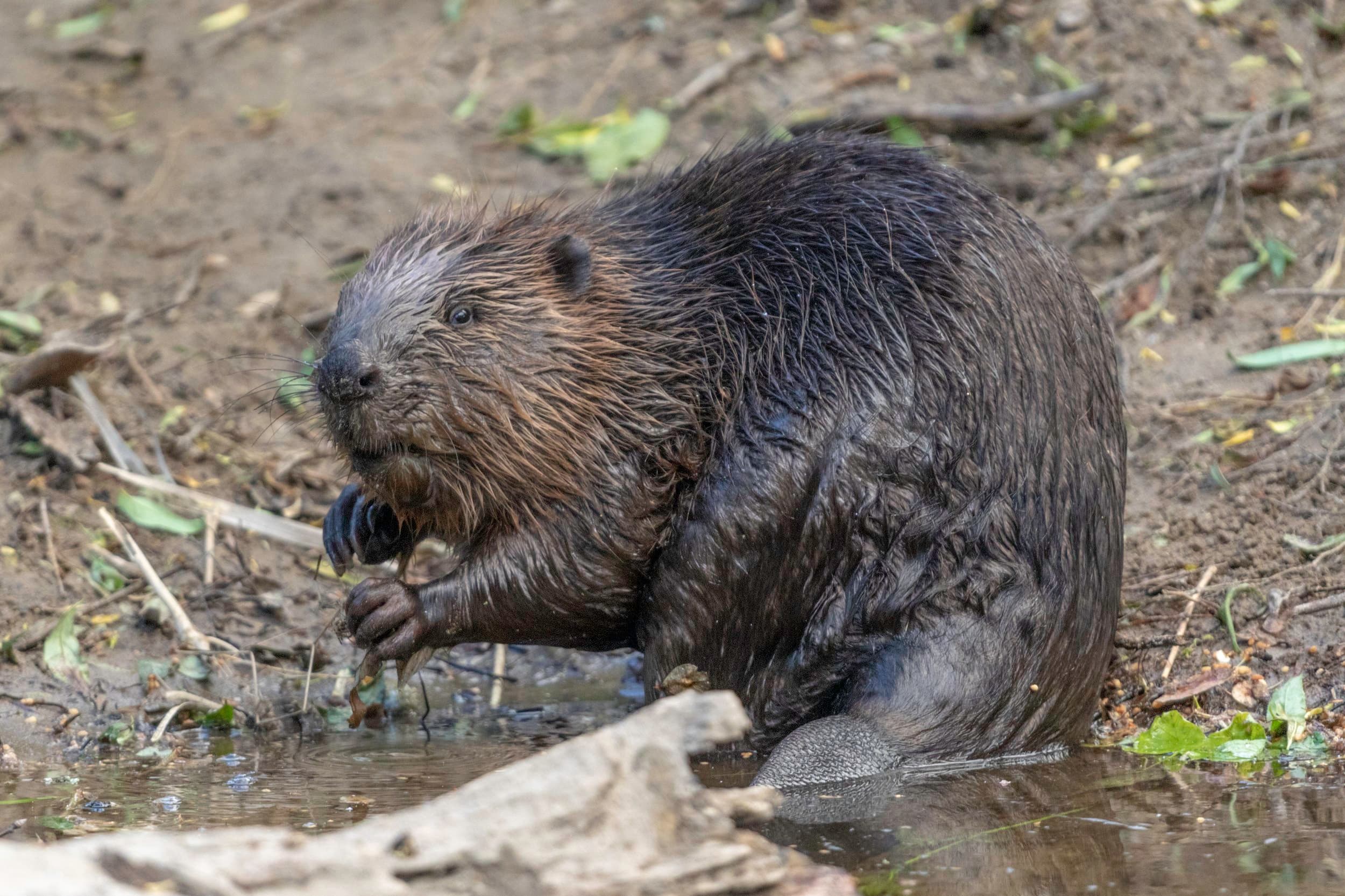 Beaver Trust gallery image 1