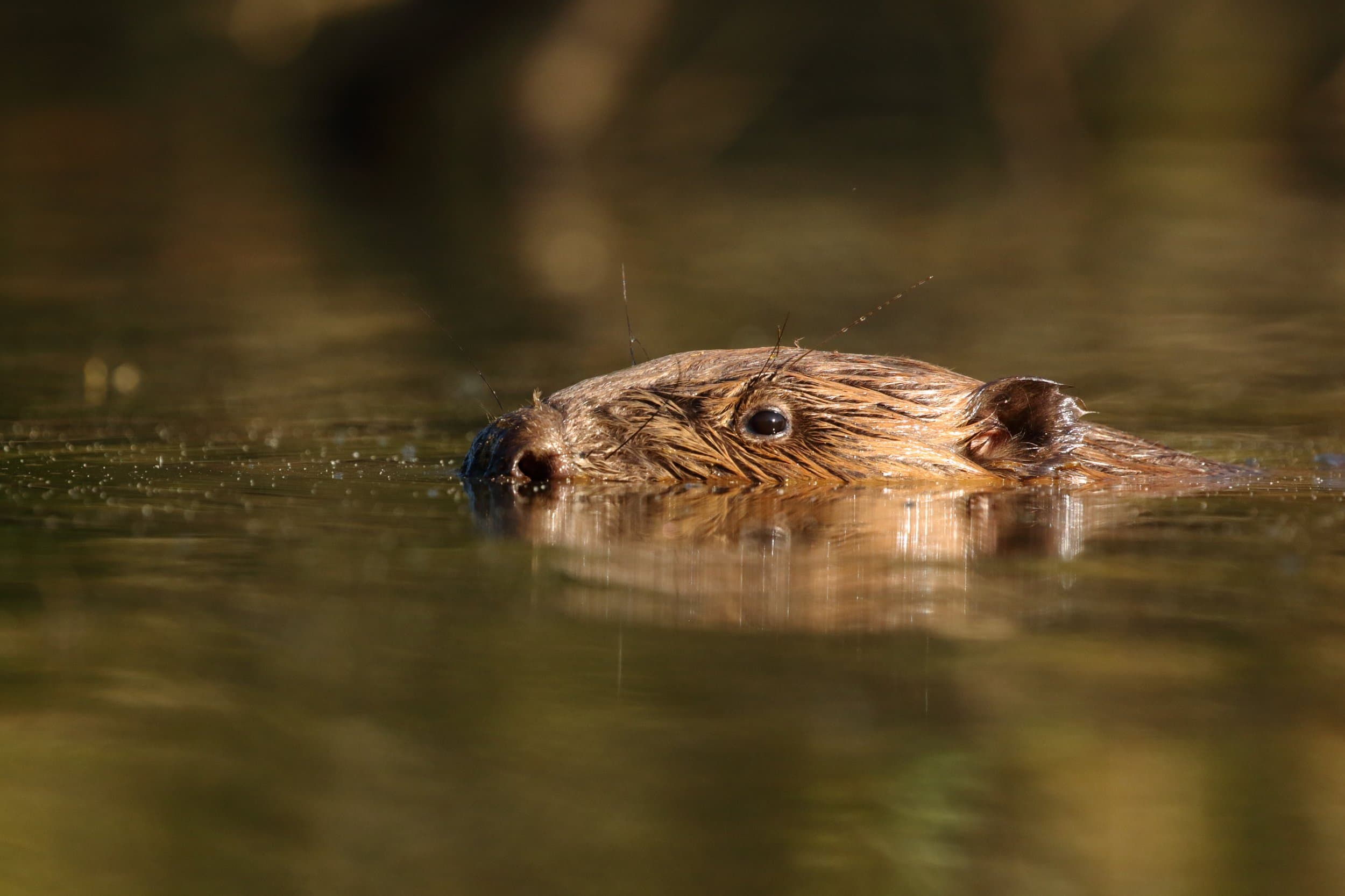 Beaver Trust gallery image 2