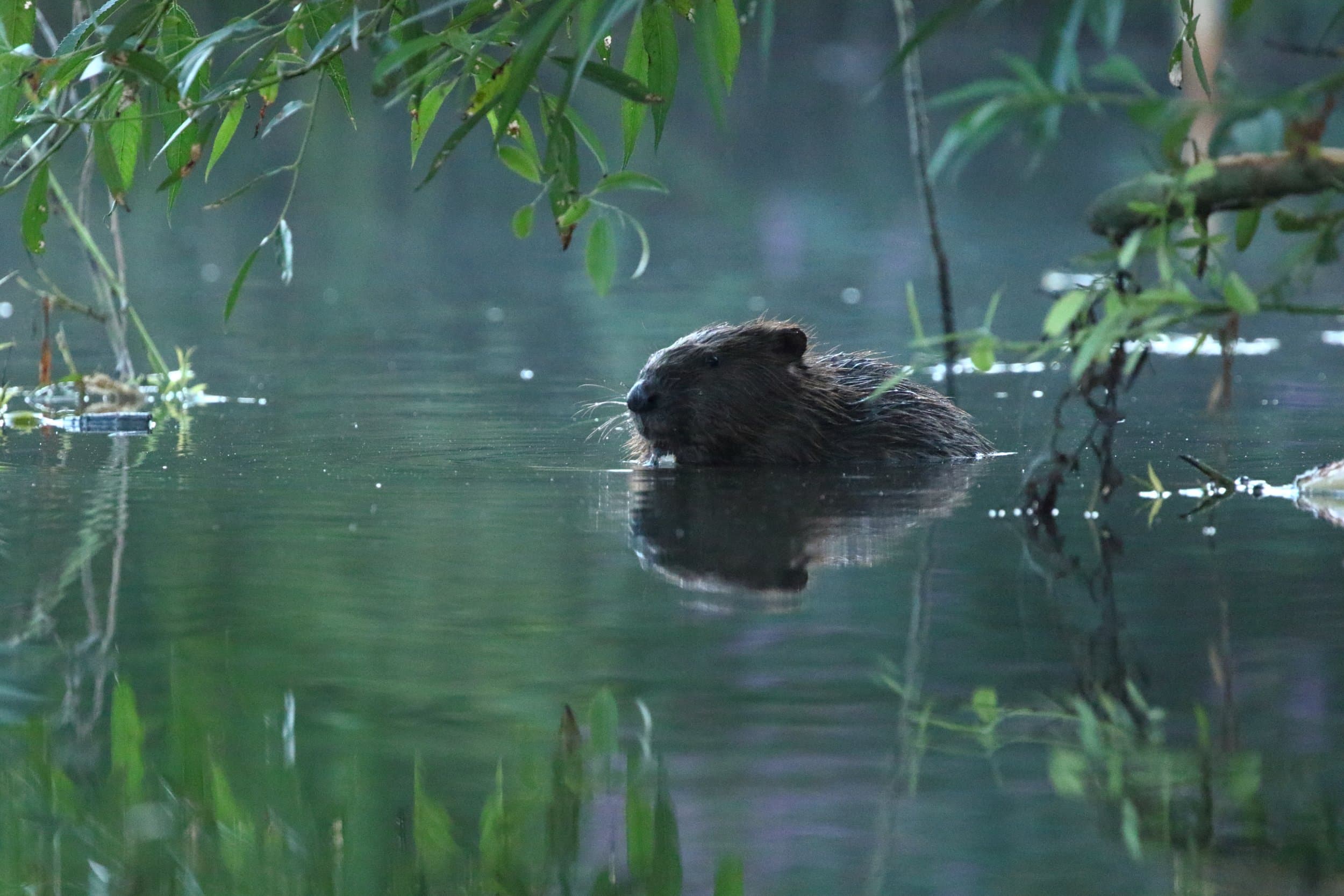 Beaver Trust gallery image 3