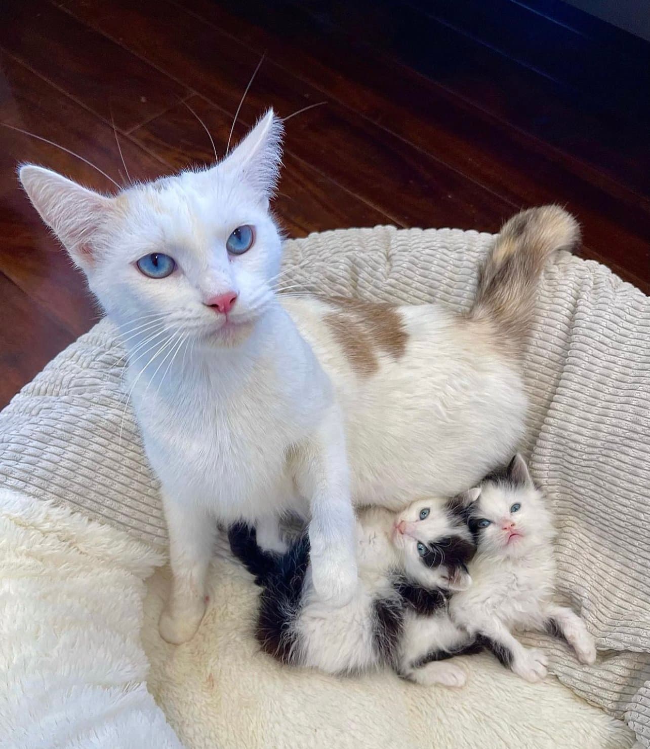 Boomer’s Buddies Rescue gallery image 3