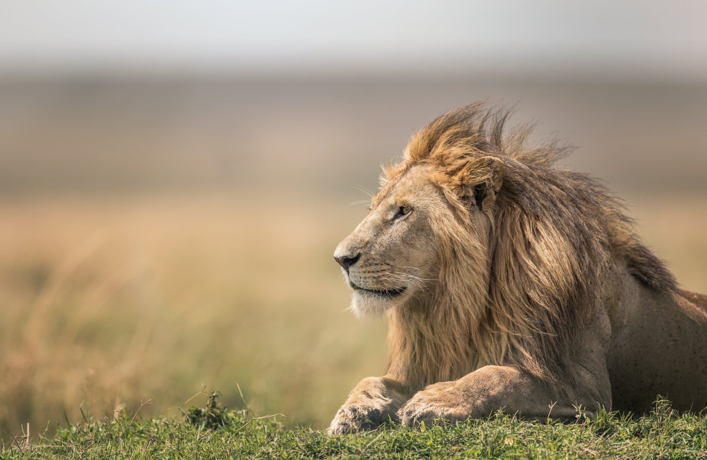 Born Free gallery image 1