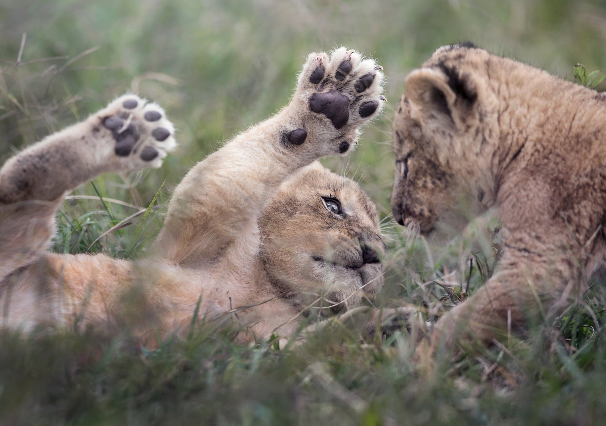 Born Free gallery image 2
