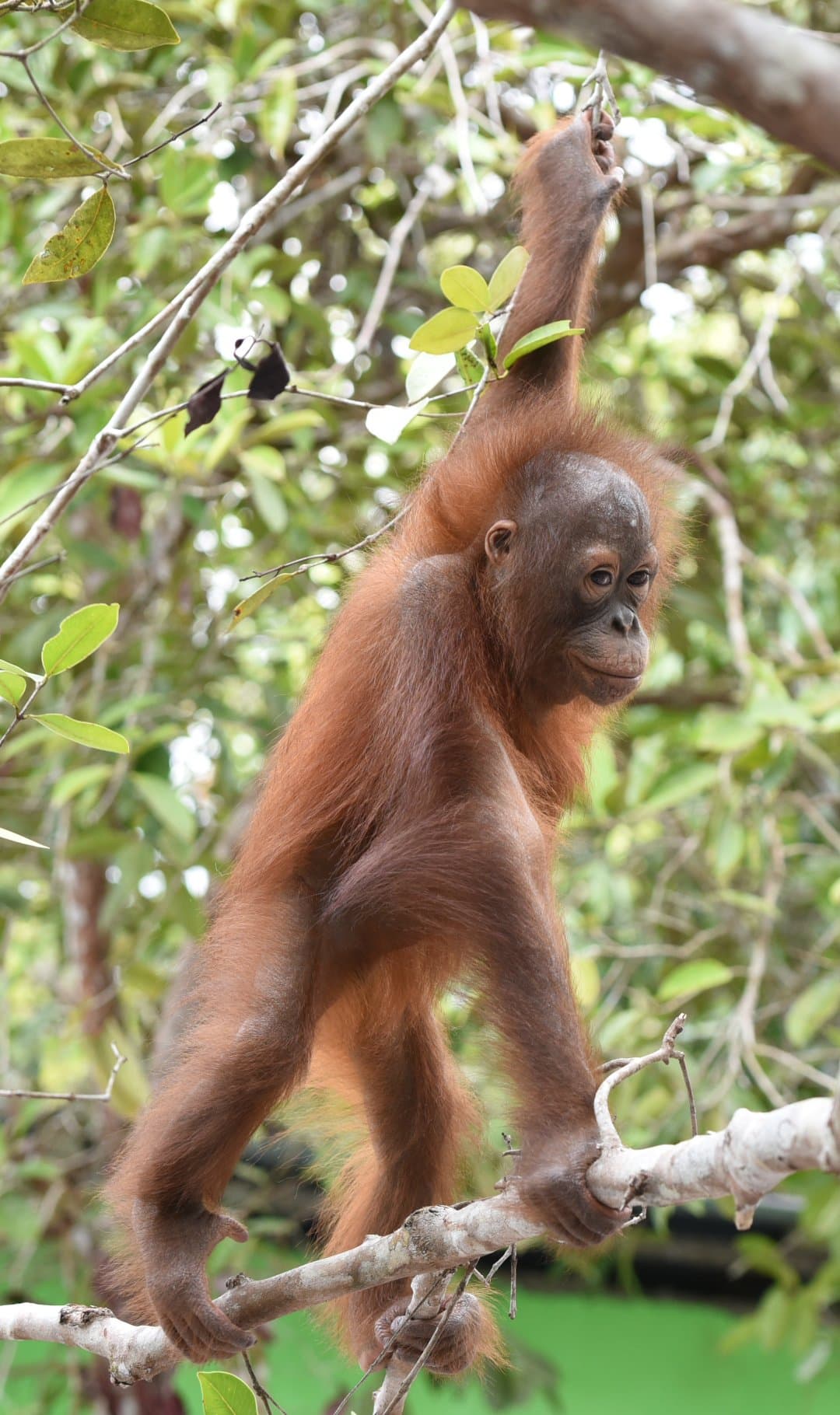 Born Free gallery image 3