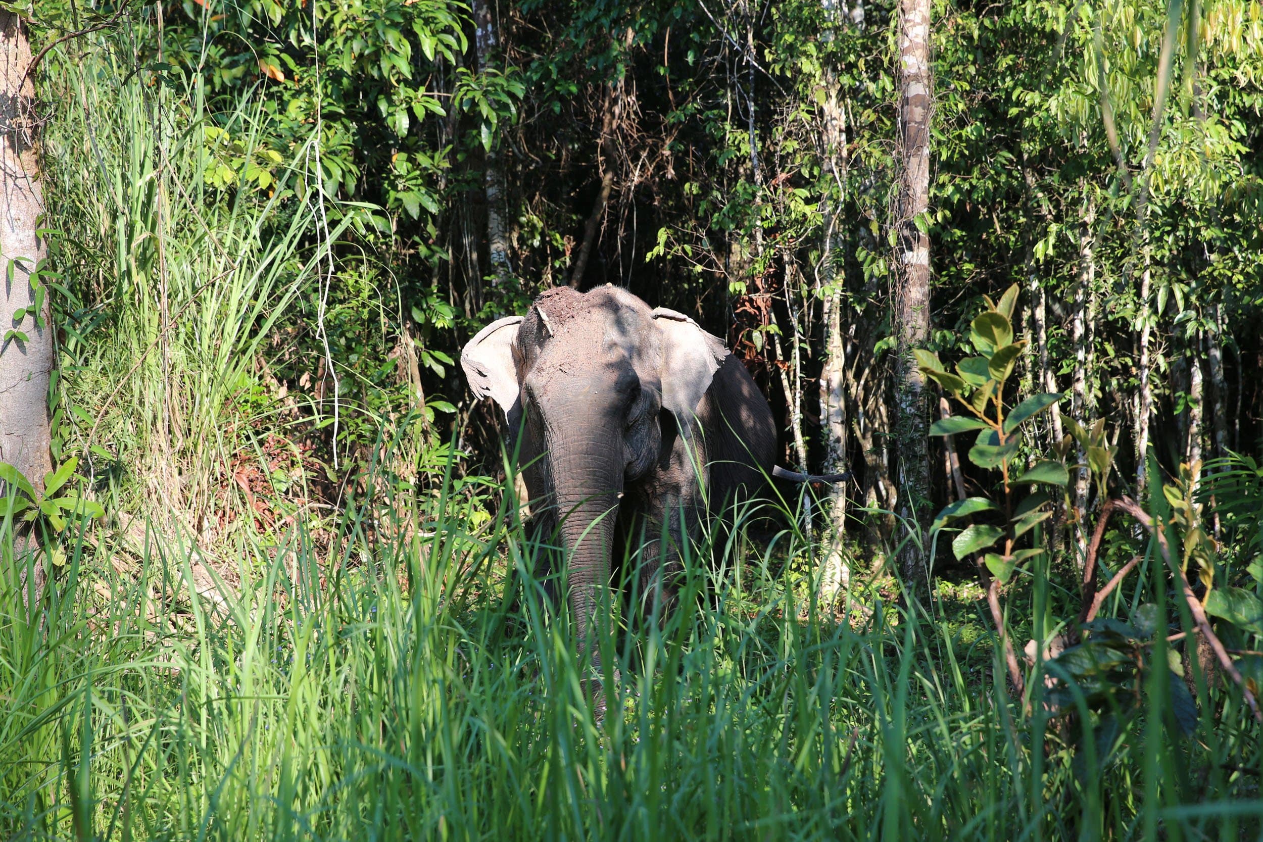 Cambodia Wildlife Sanctuary (CWS) gallery image 1