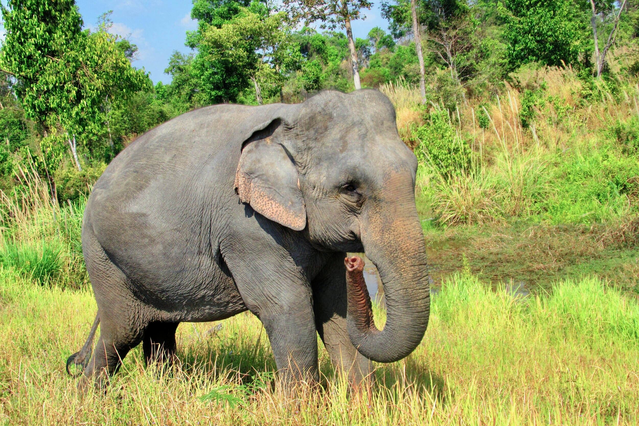 Cambodia Wildlife Sanctuary (CWS) gallery image 2