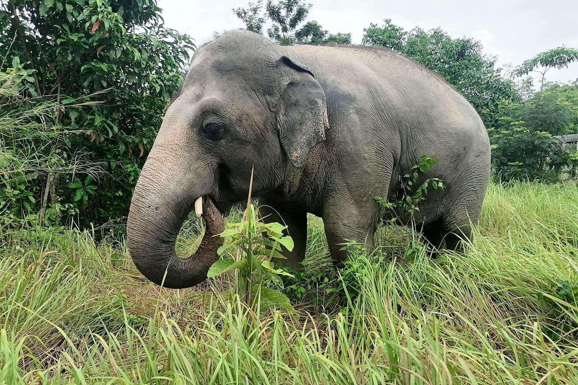 Cambodia Wildlife Sanctuary (CWS) gallery image 3