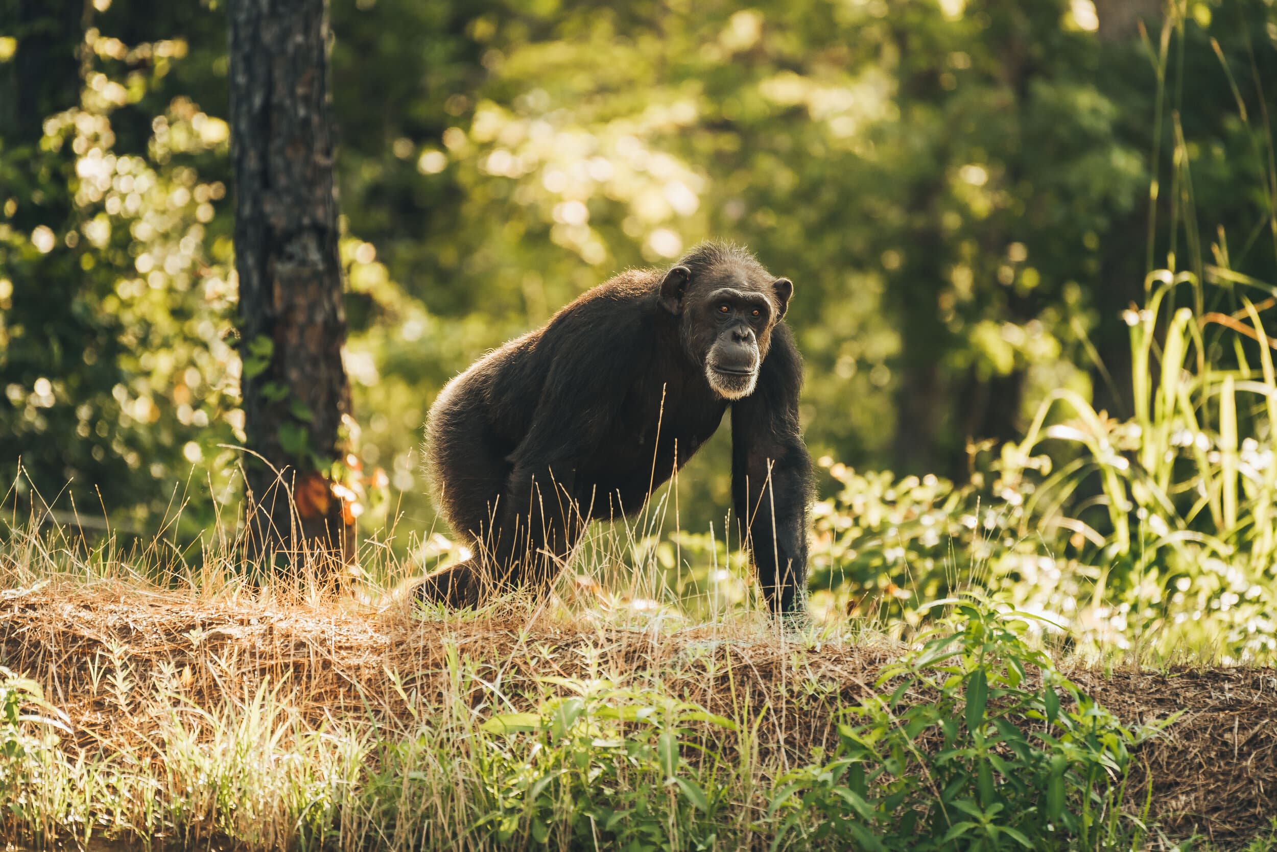 Chimp Haven gallery image 1