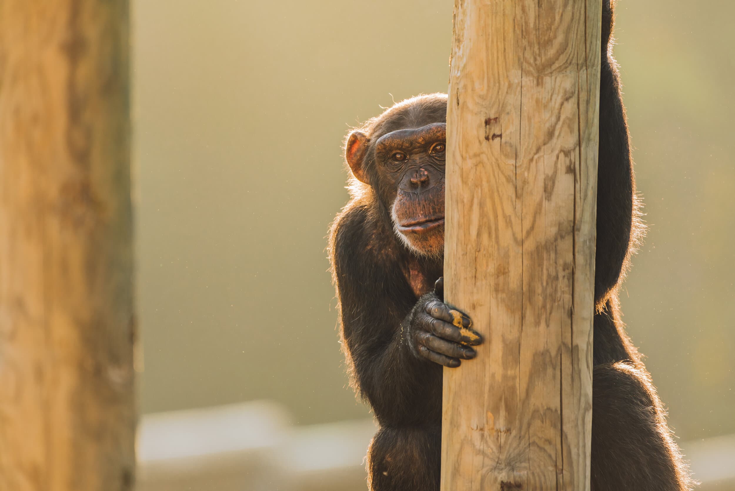 Chimp Haven gallery image 2