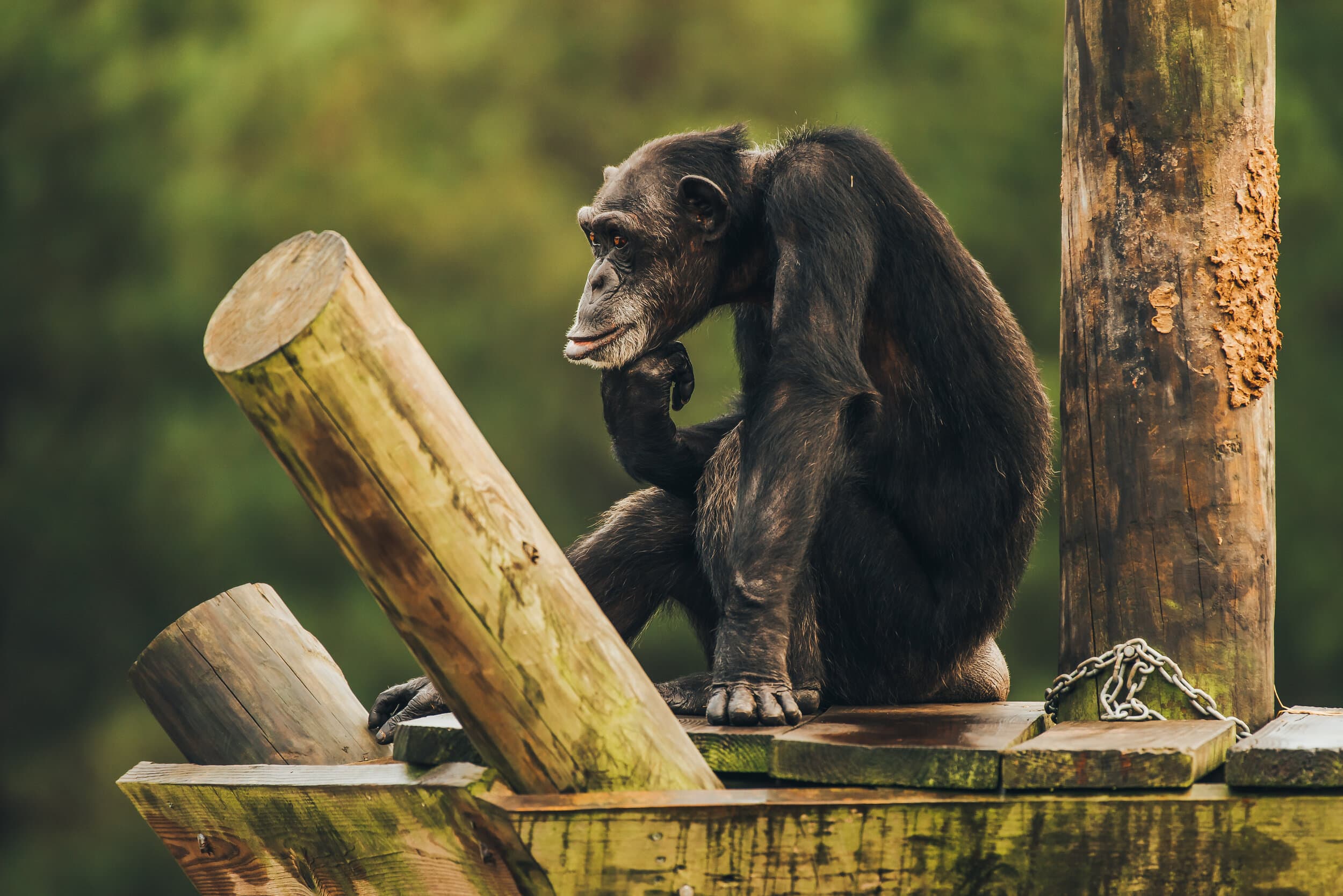 Chimp Haven gallery image 3