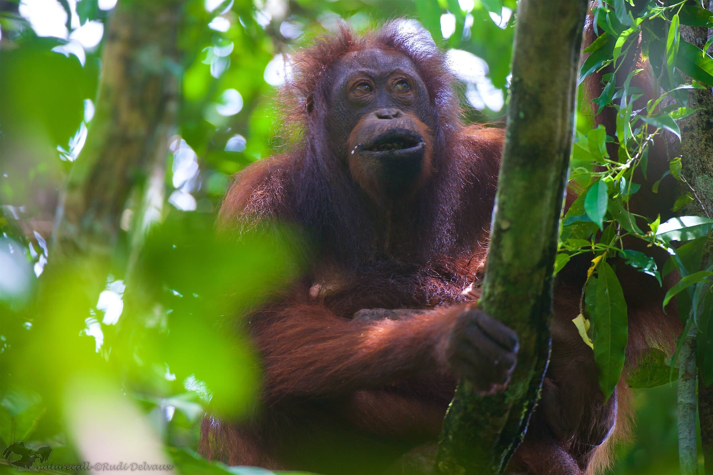 Danau Girang Field Centre gallery image 3