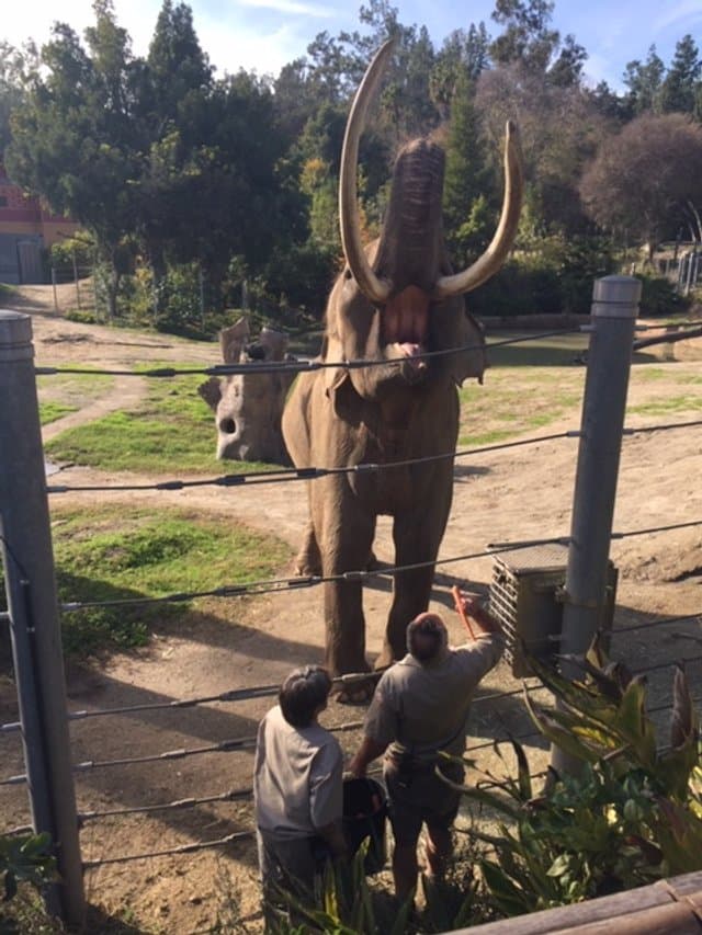 Elephant Guardians of Los Angeles gallery image 1