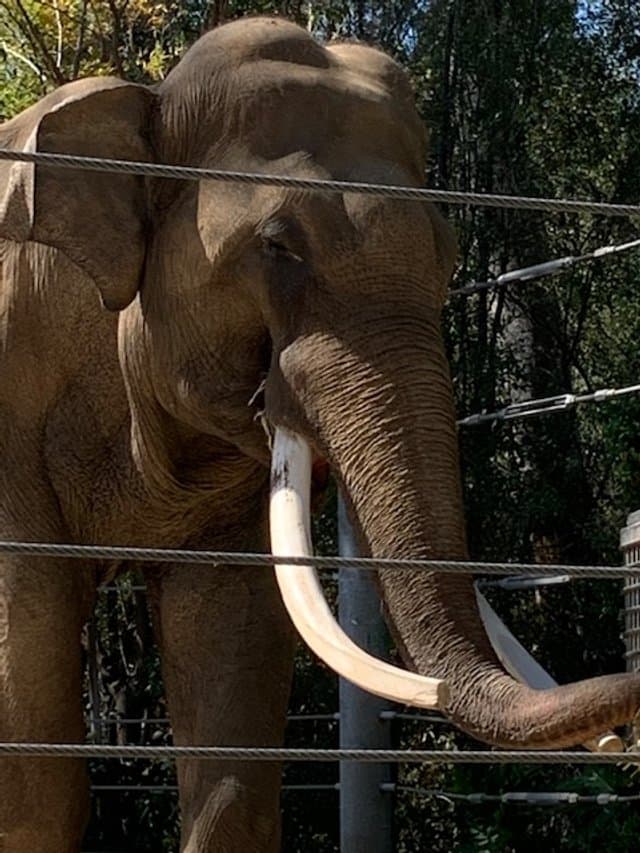 Elephant Guardians of Los Angeles gallery image 2