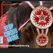 Free All Captive Elephants gallery image 2