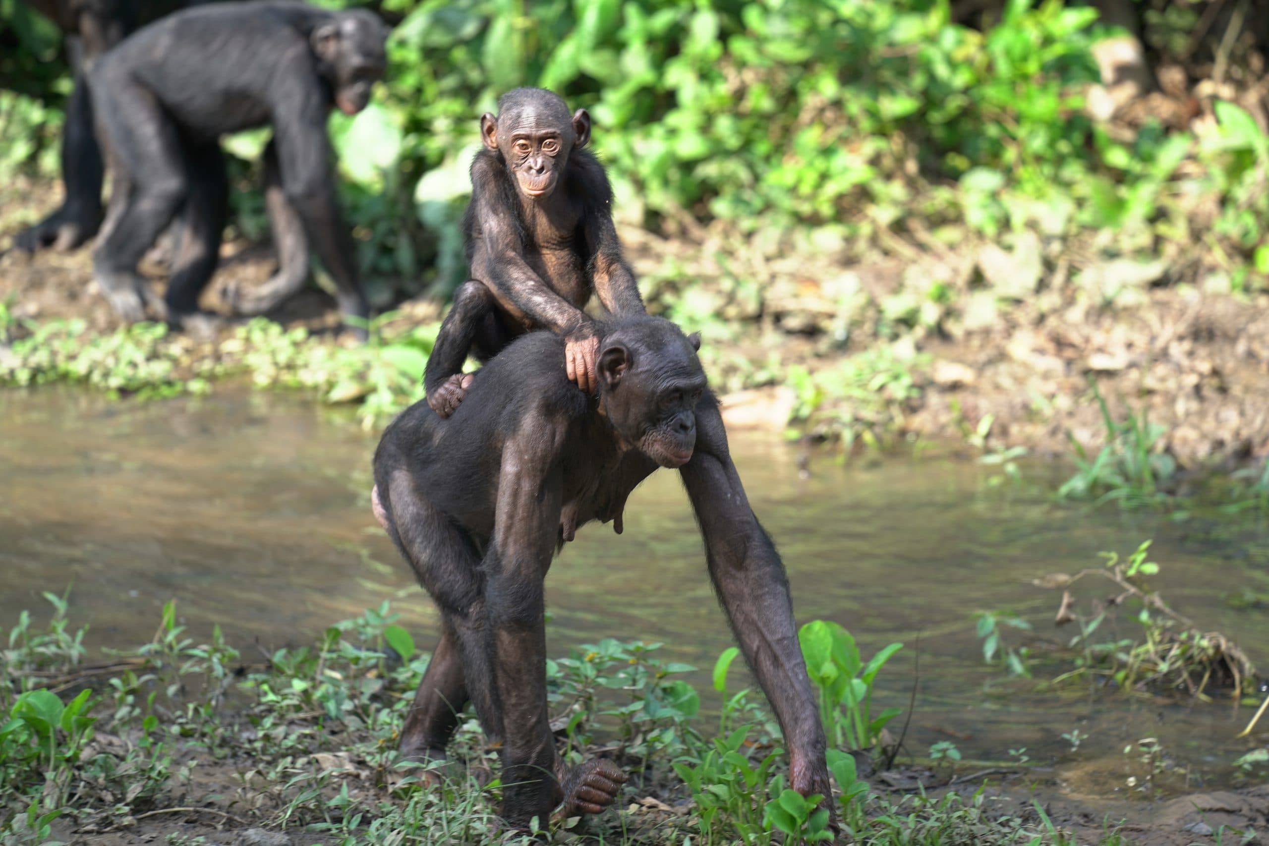 Friends of Bonobos gallery image 1