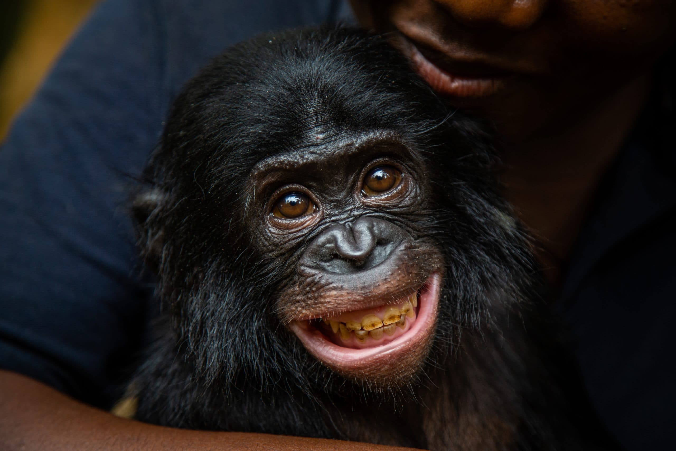 Friends of Bonobos gallery image 2