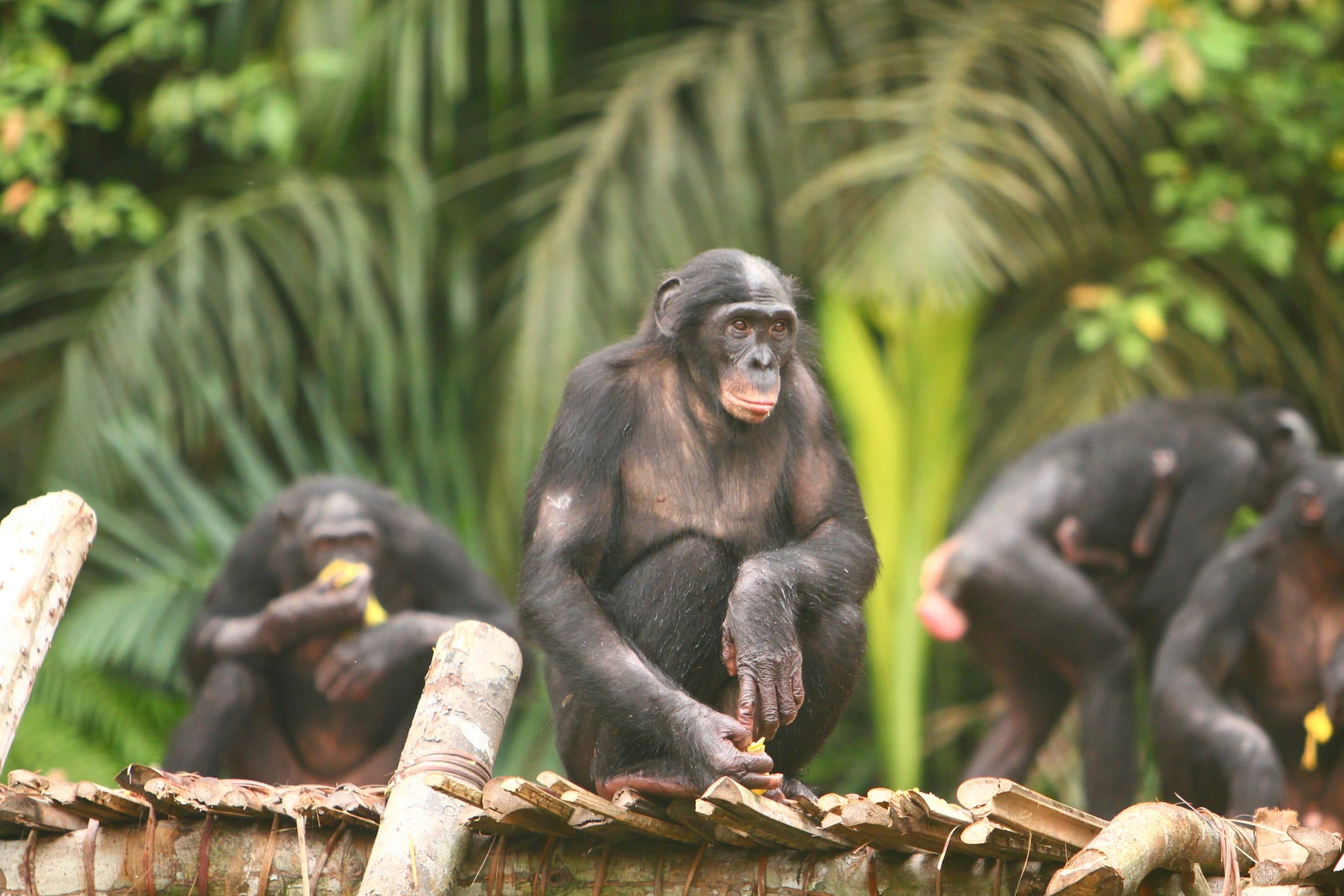 Friends of Bonobos gallery image 3