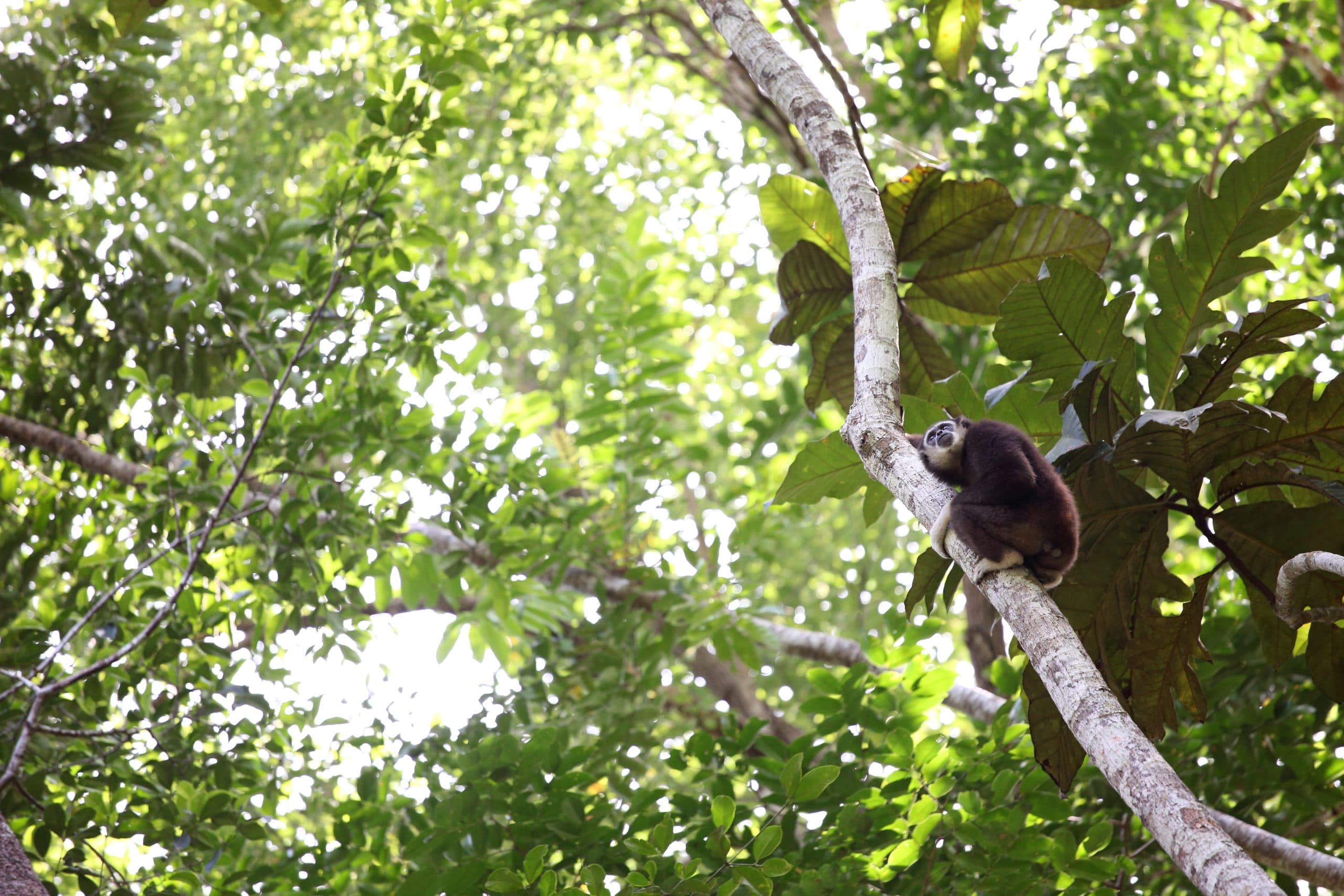 Gibbon Conservation Society gallery image 1