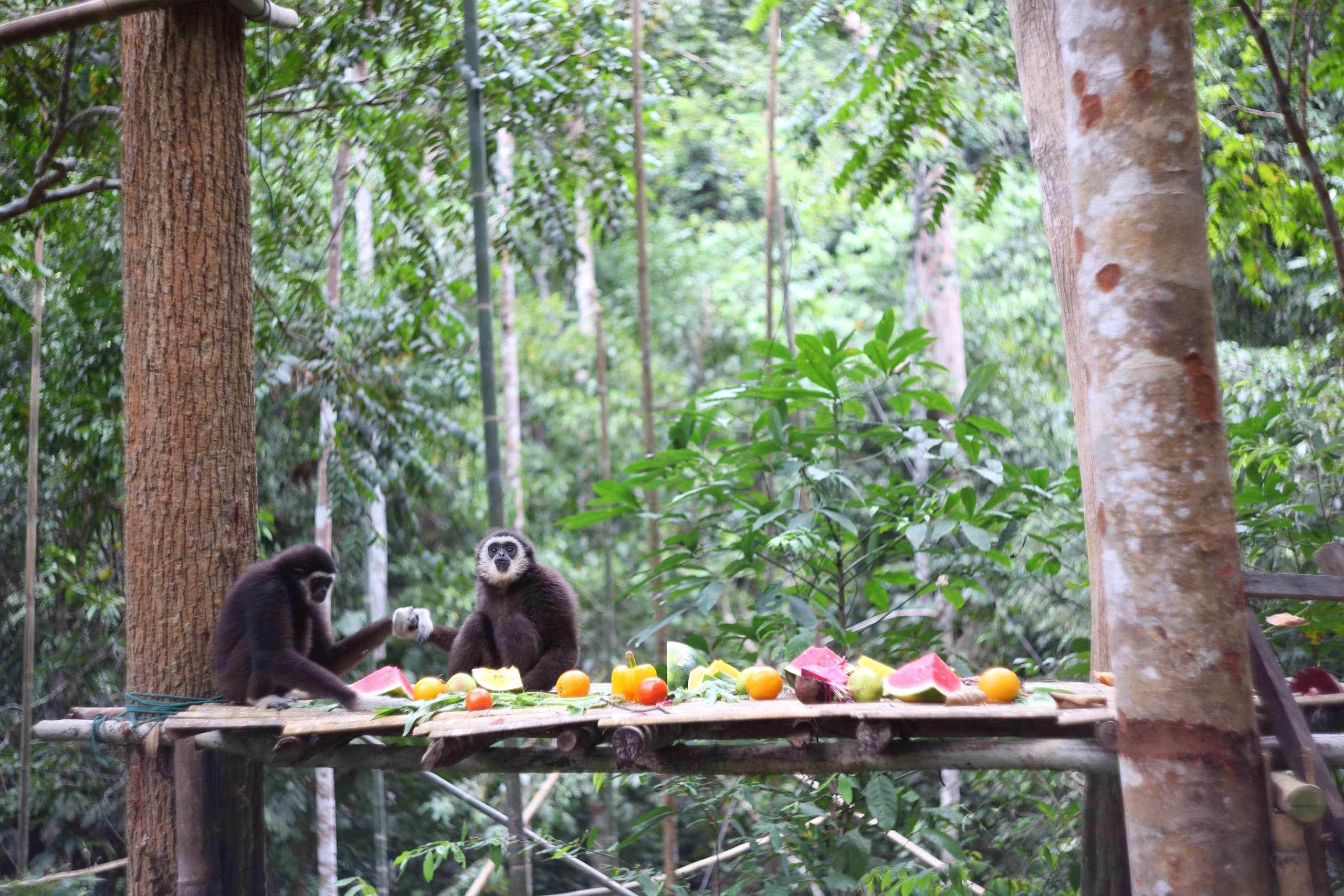 Gibbon Conservation Society gallery image 2