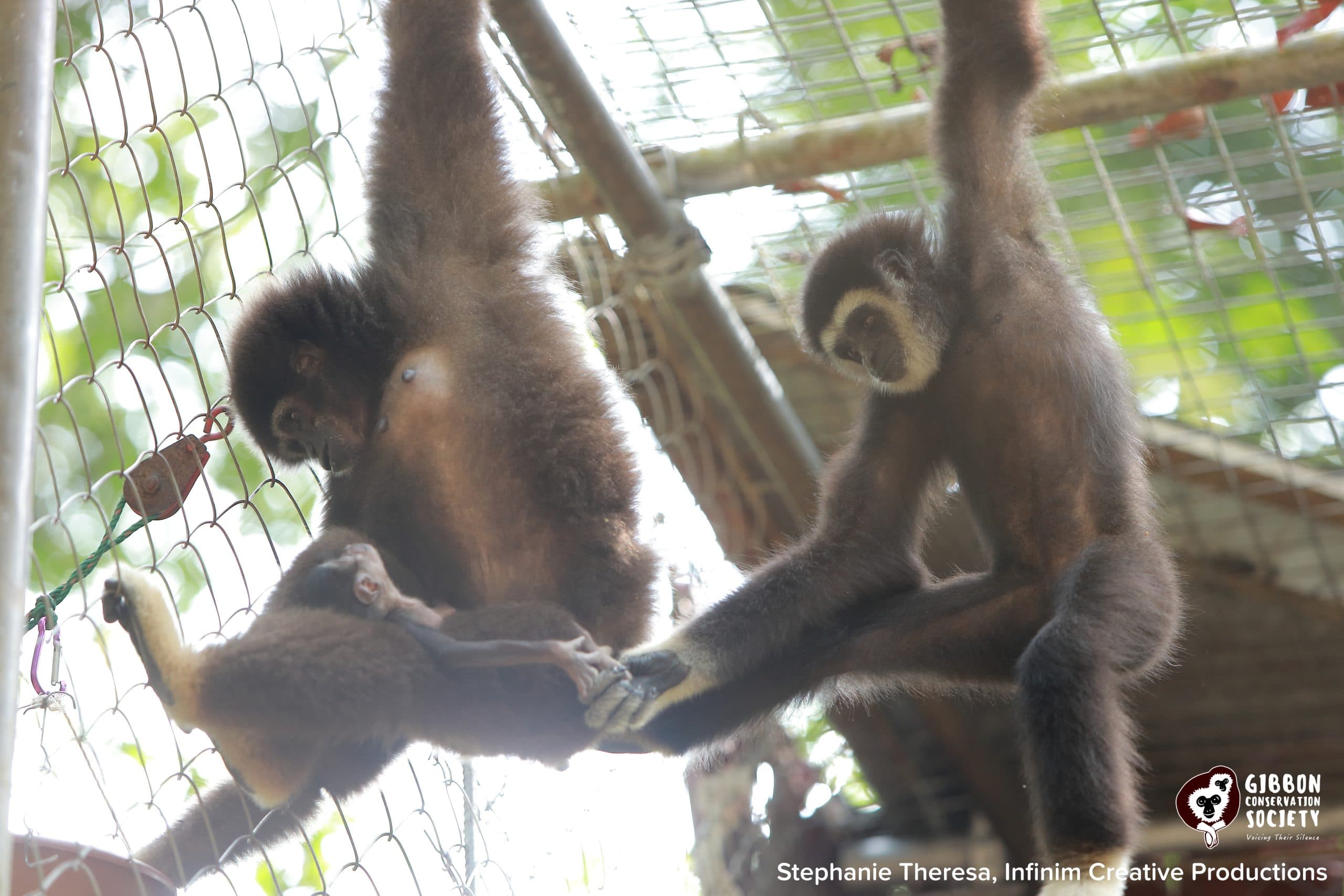 Gibbon Conservation Society gallery image 3