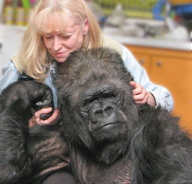 Gorilla Foundation gallery image 1