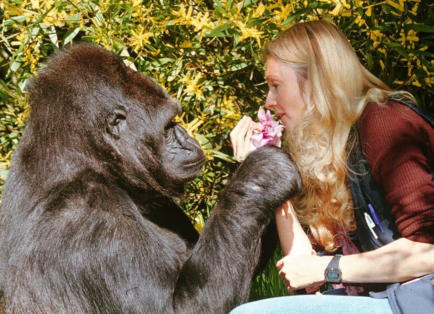 Gorilla Foundation gallery image 2