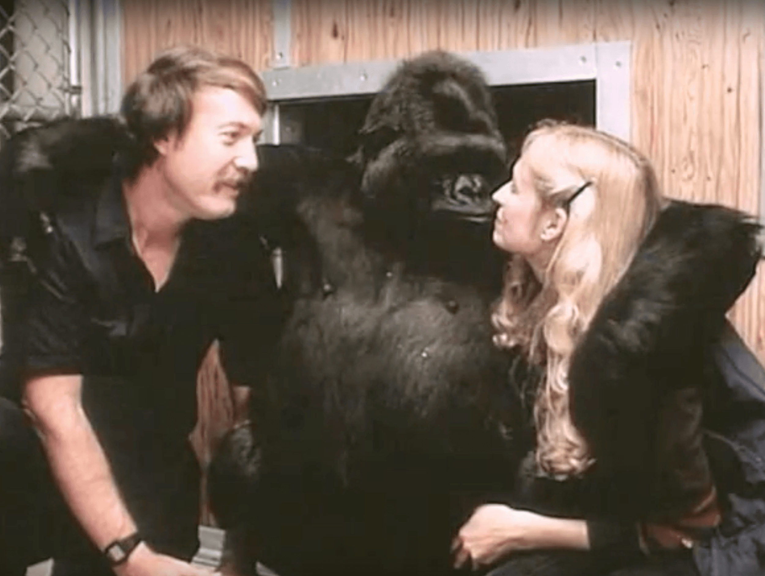 Gorilla Foundation gallery image 3