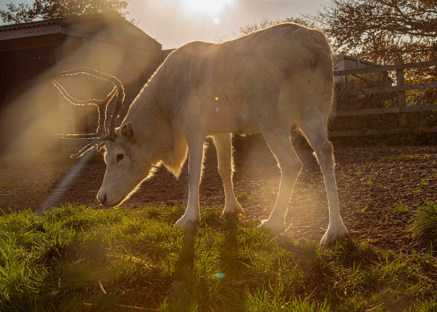 Hopefield Animal Sanctuary gallery image 1