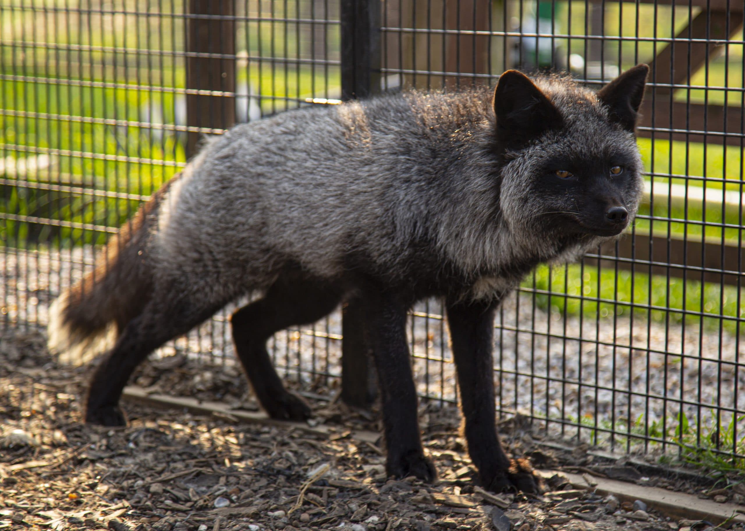 Hopefield Animal Sanctuary gallery image 2