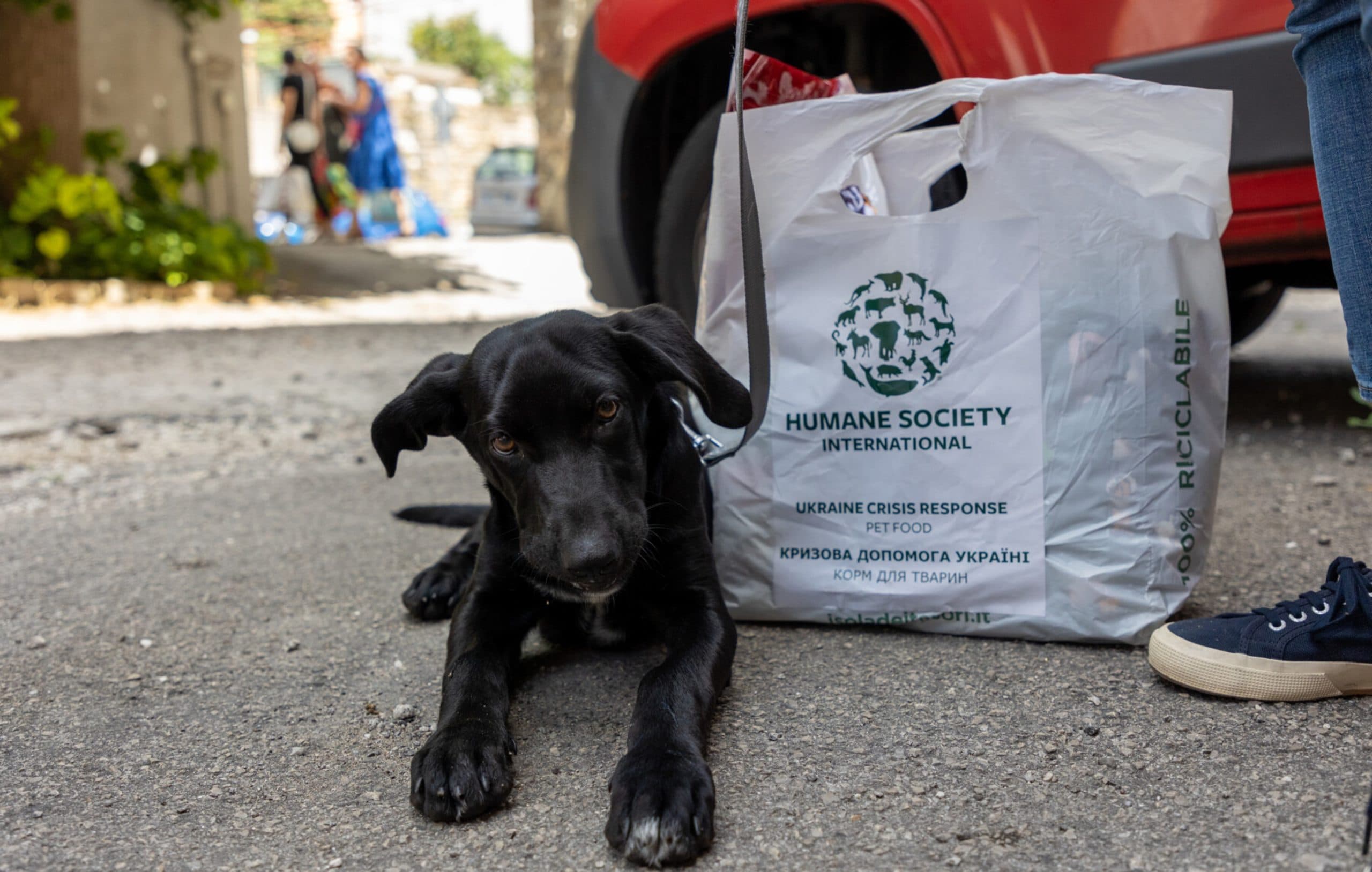 Humane World for Animals gallery image 1