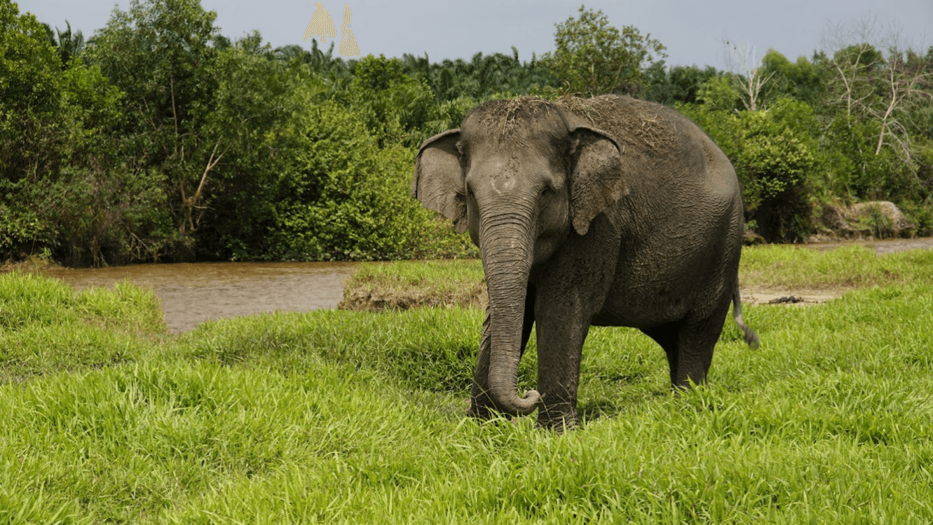 INTERNATIONAL ELEPHANT PROJECT gallery image 1