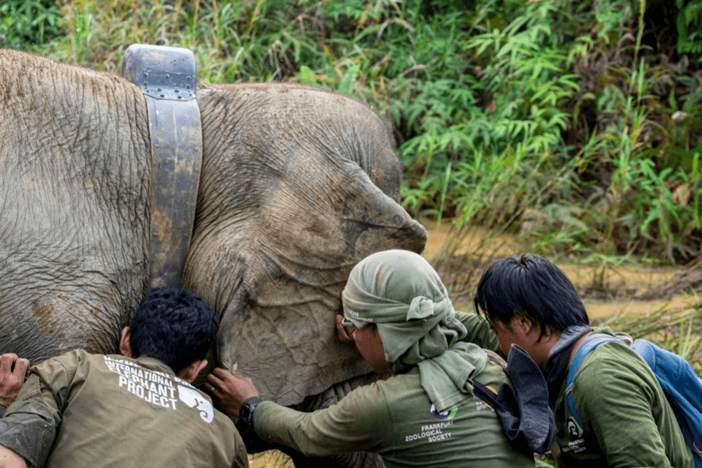 INTERNATIONAL ELEPHANT PROJECT gallery image 2