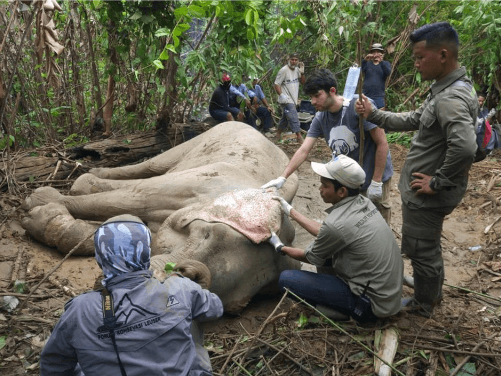 INTERNATIONAL ELEPHANT PROJECT gallery image 3