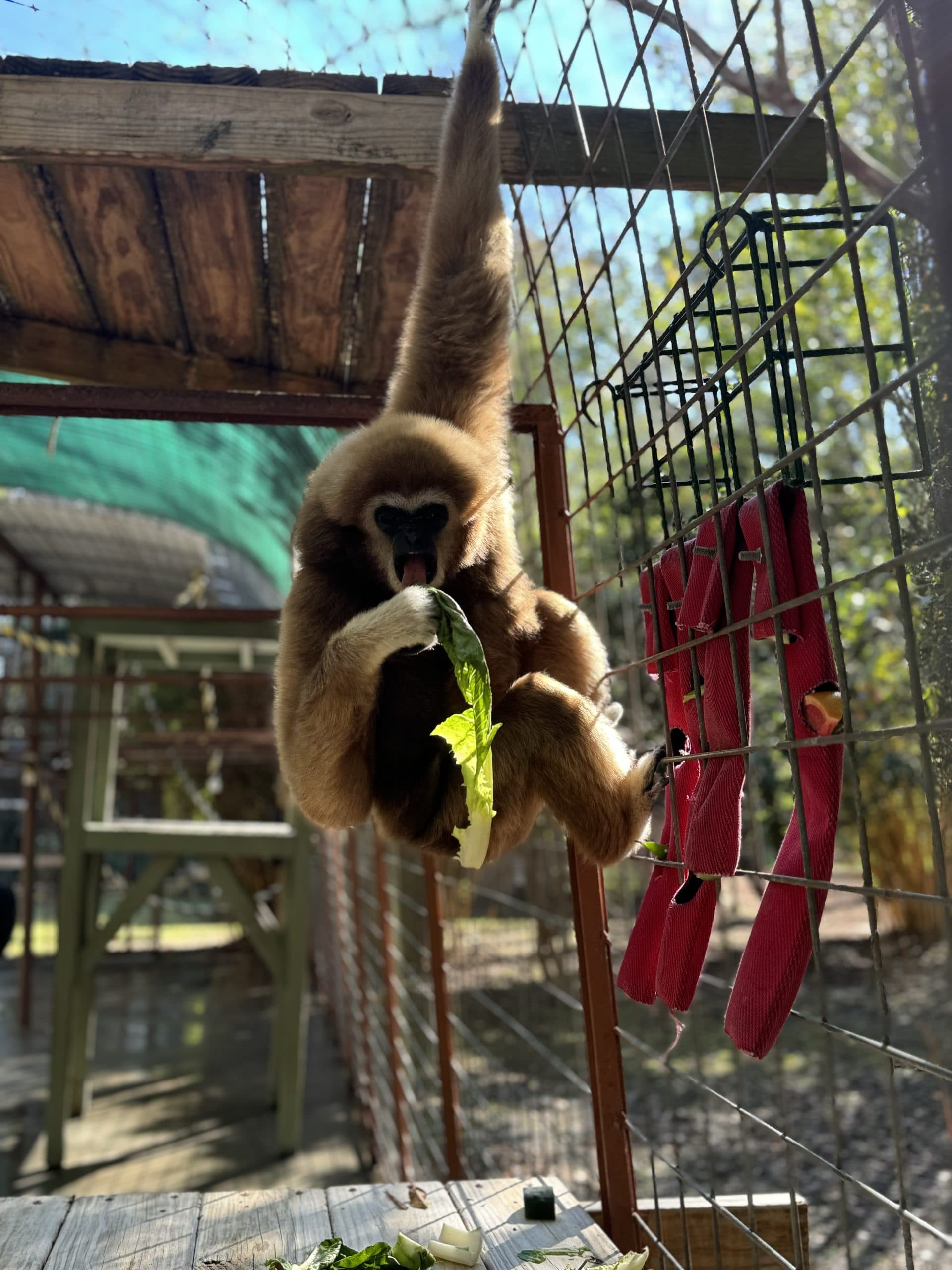 International Primate Protection League gallery image 1