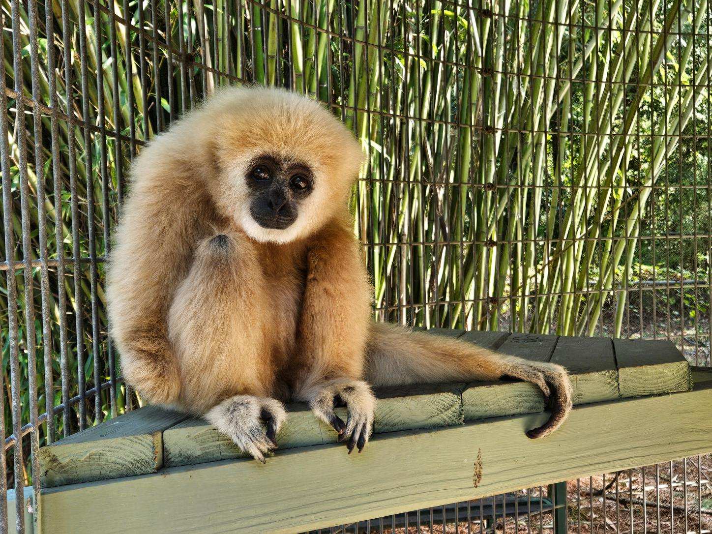 International Primate Protection League gallery image 2