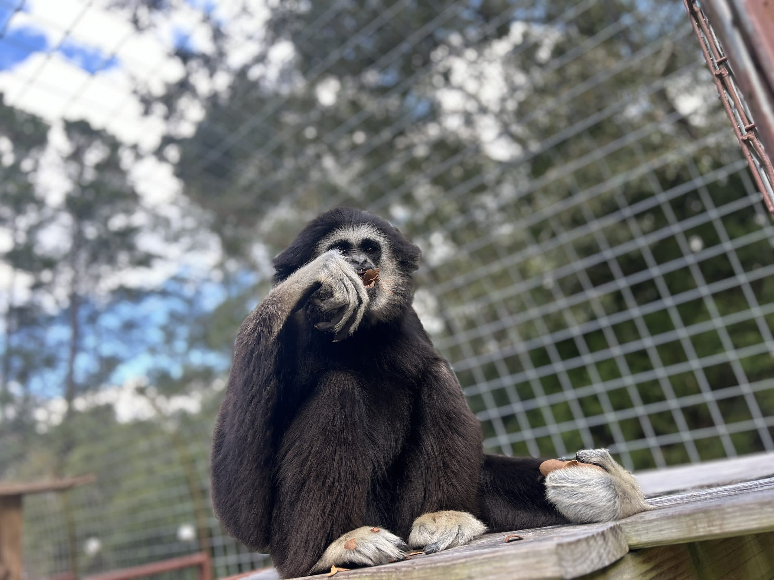 International Primate Protection League gallery image 3