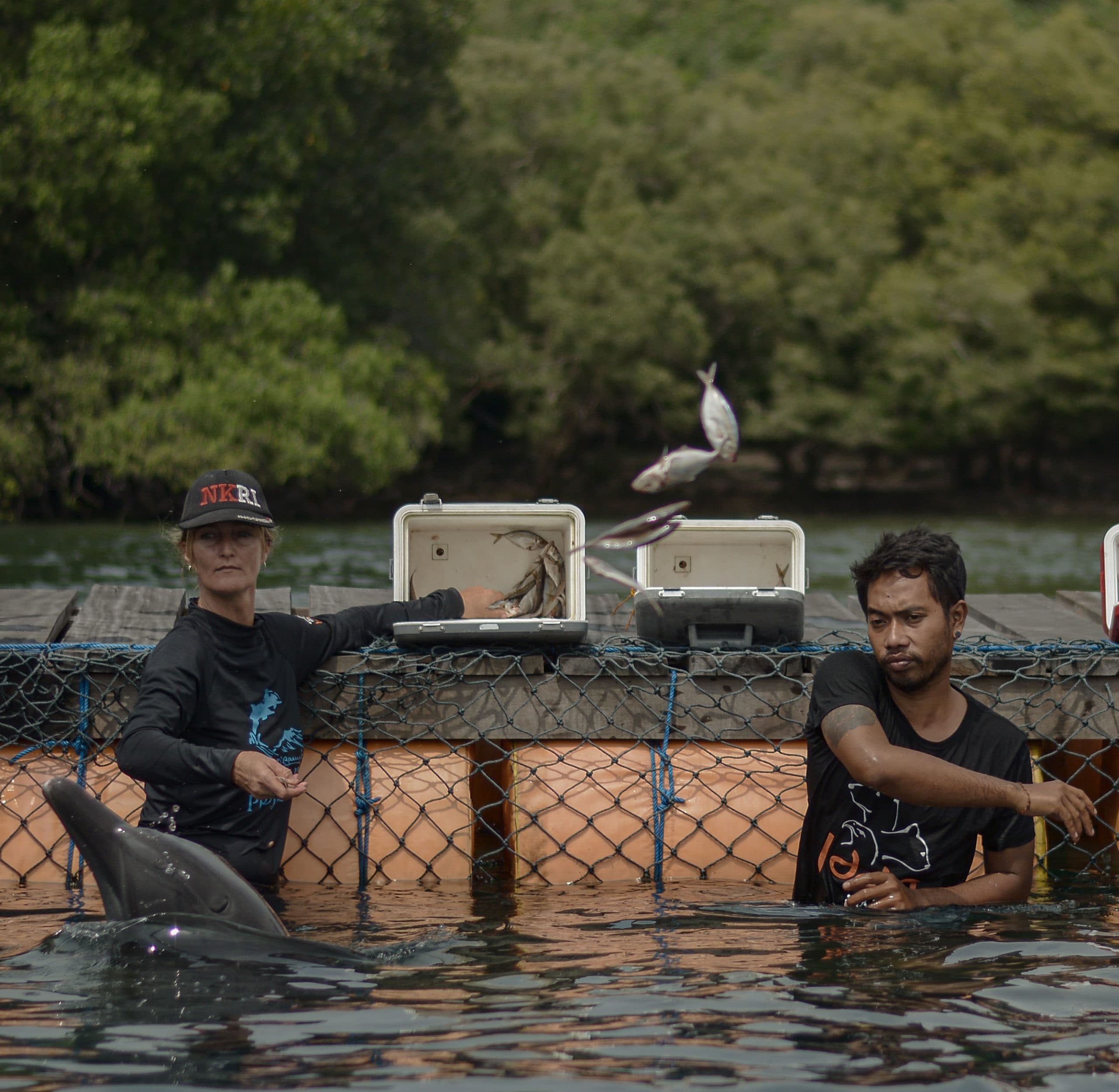 Jakarta Animal Aid Network gallery image 1