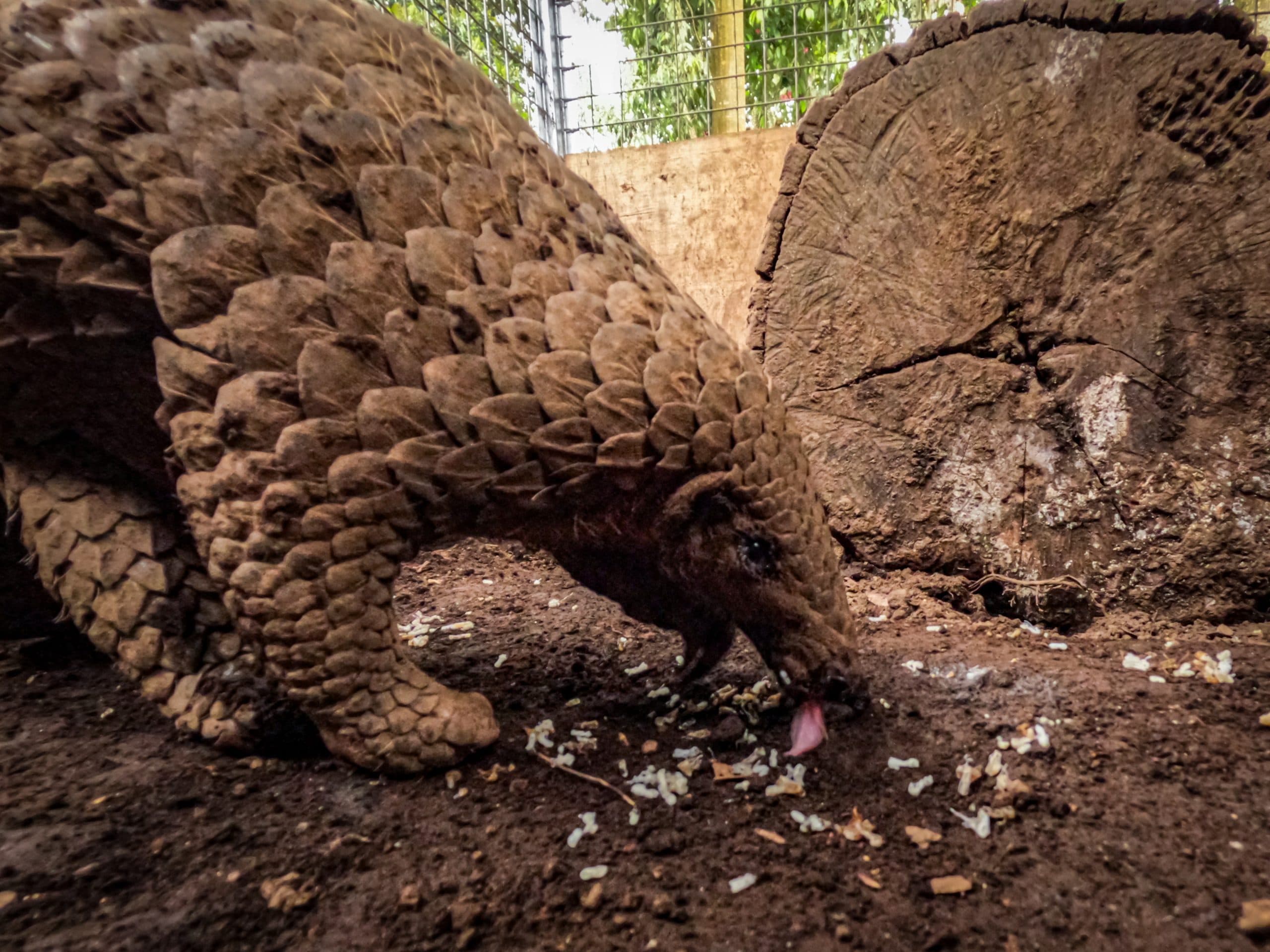 Jakarta Animal Aid Network gallery image 3