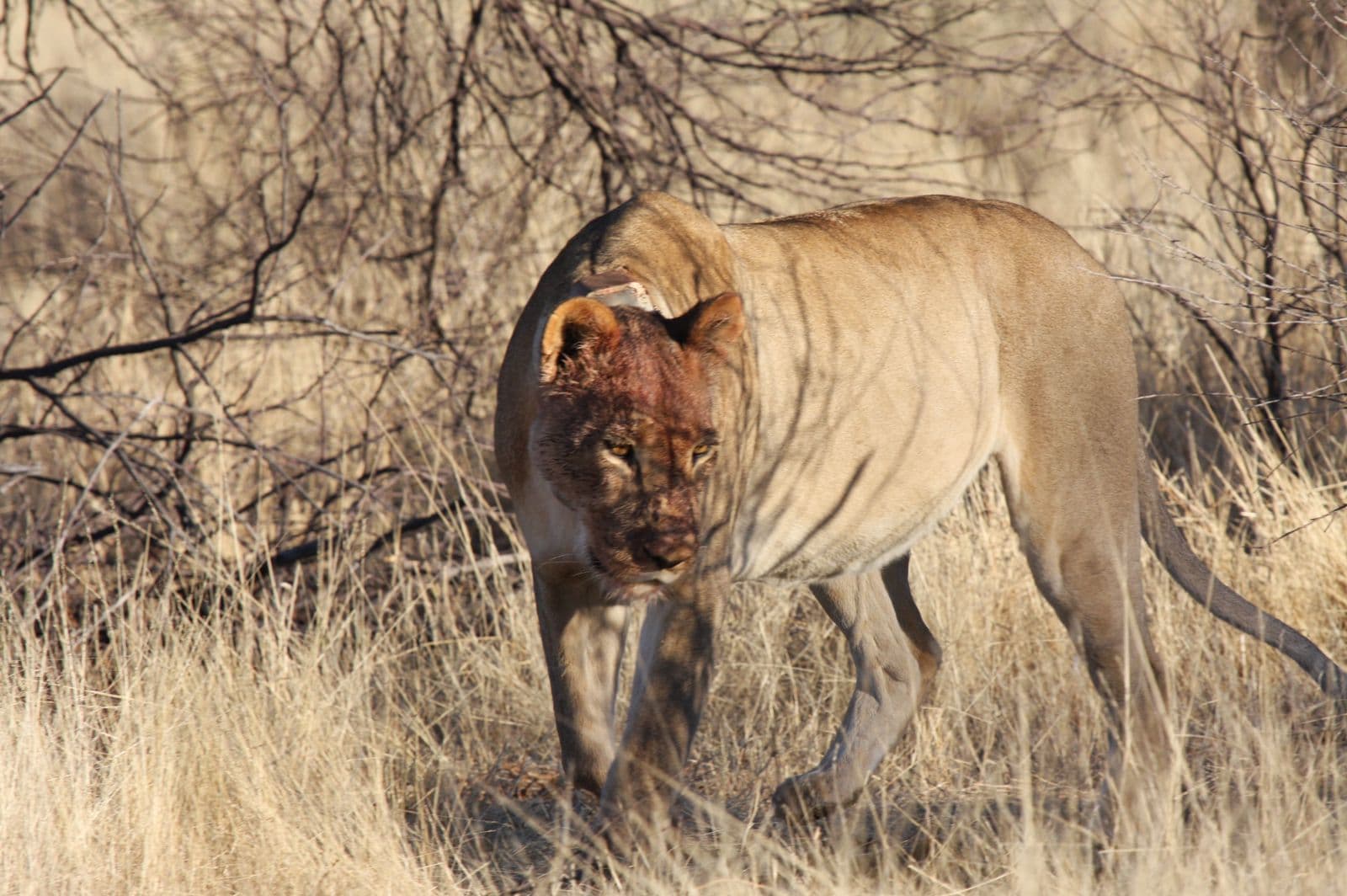 Kalahari Research And Conservation Trust gallery image 1