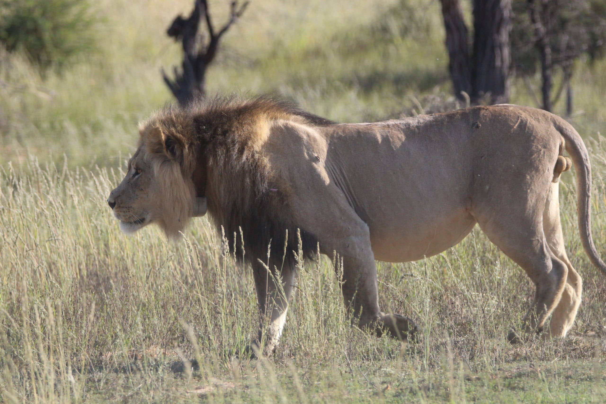 Kalahari Research And Conservation Trust gallery image 2