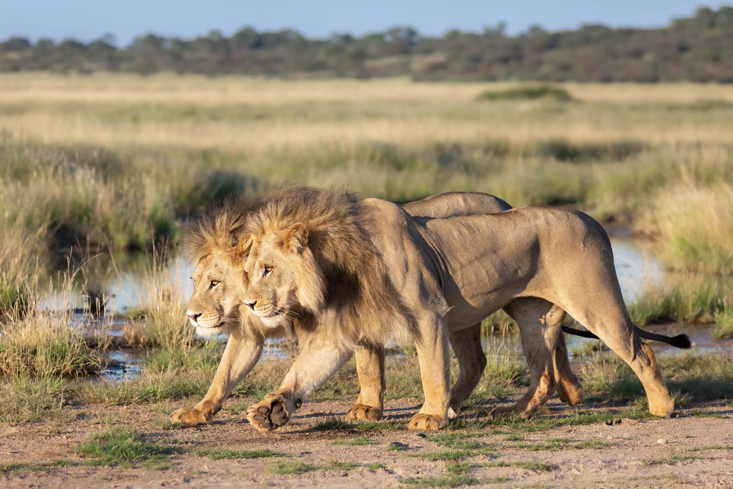 Kalahari Research And Conservation Trust gallery image 3