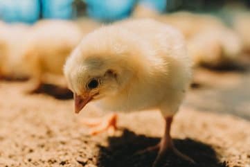Mercy For Animals gallery image 2
