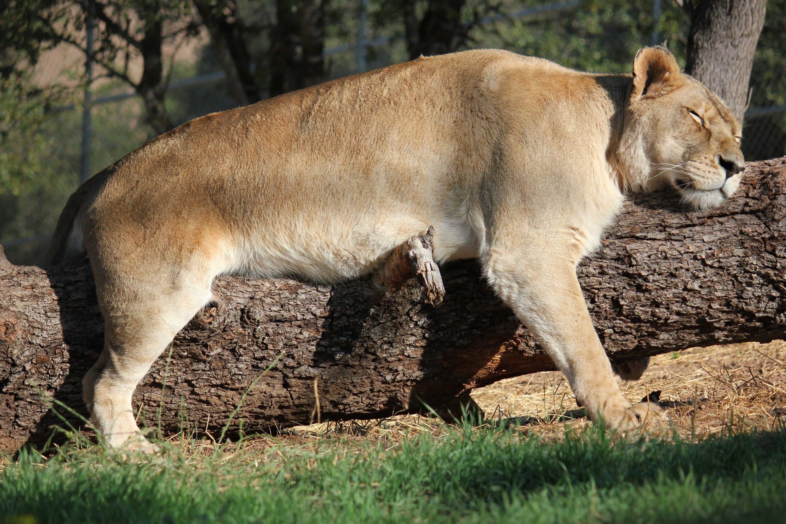 Performing Animal Welfare Society (PAWS) gallery image 3