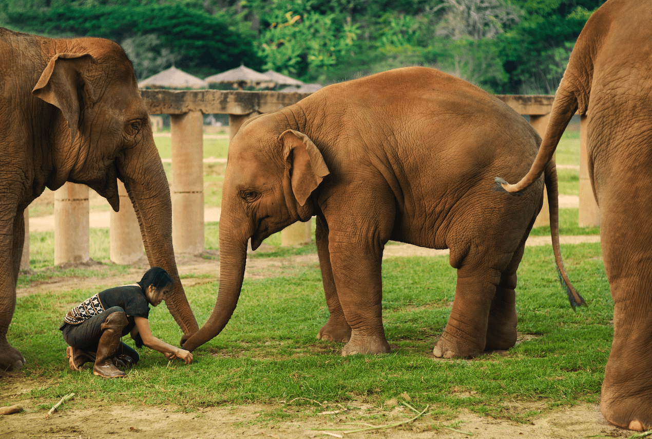 Save Elephant Foundation gallery image 2