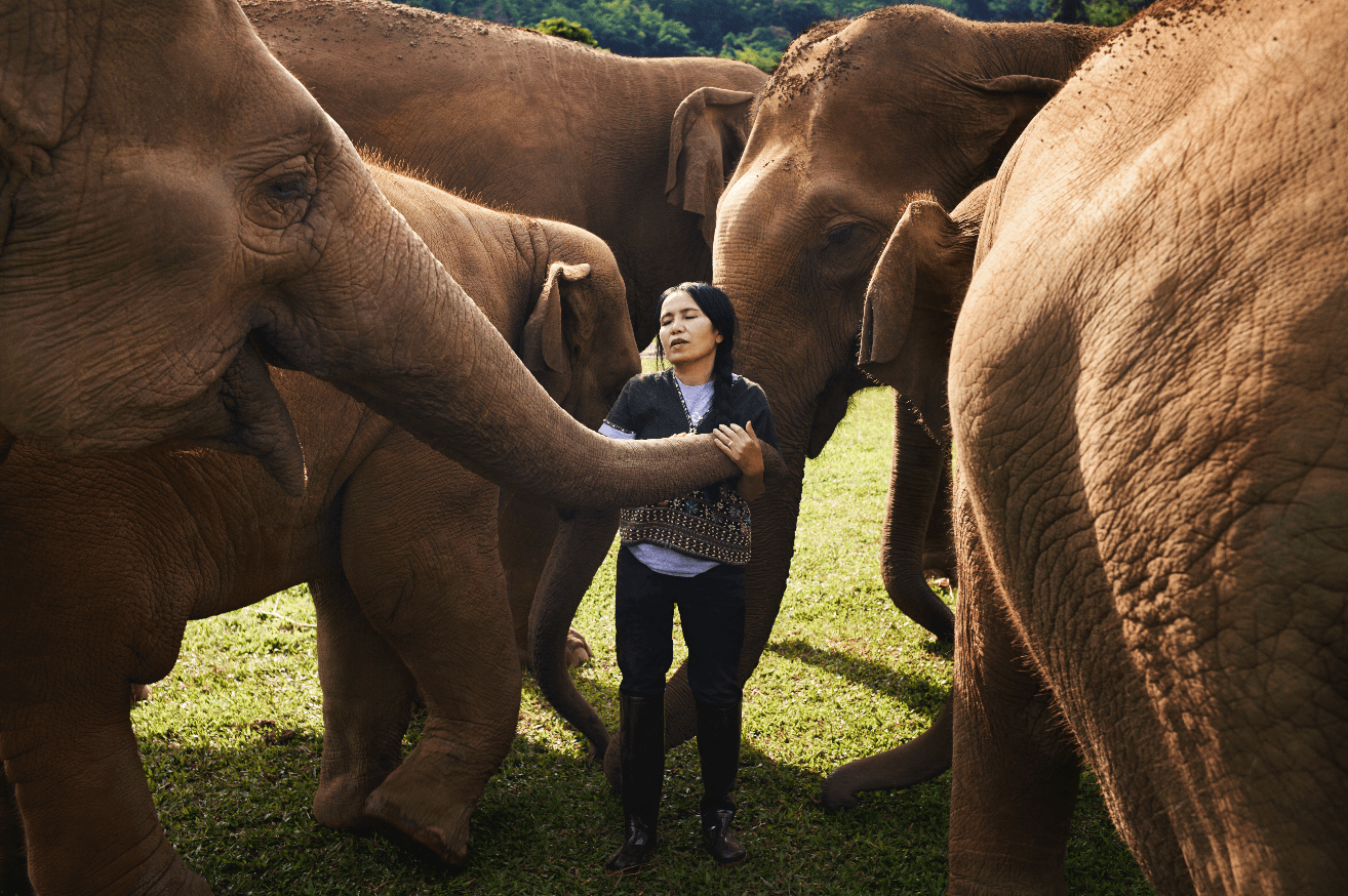 Save Elephant Foundation gallery image 3
