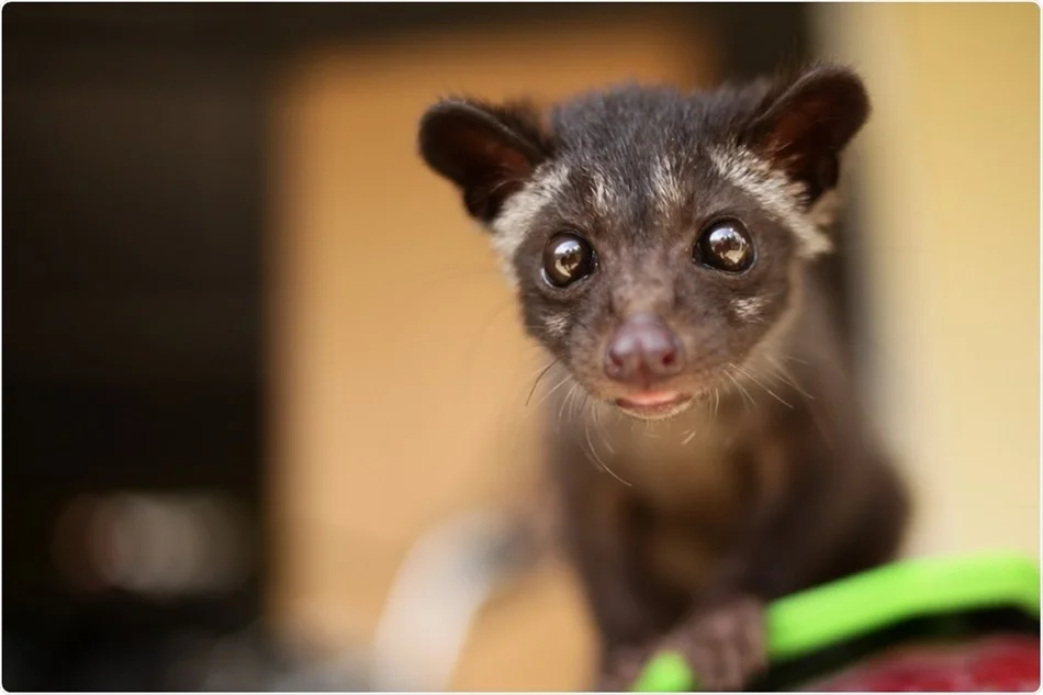 Civet Project gallery image 3