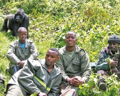 The Gorilla Organization gallery image 2
